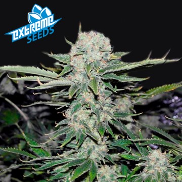 Critical Autoflowering